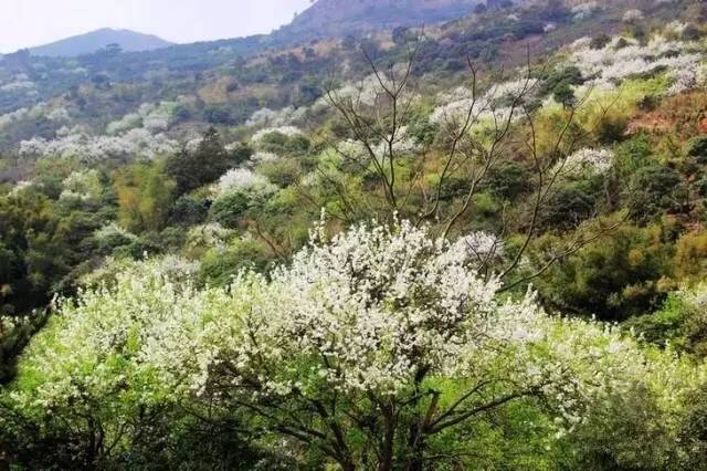 在钦北区板城镇的碗窑梨花谷,每年春天,都能欣赏到千树万树梨花开