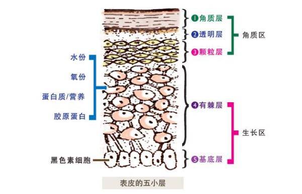 血丝方法最好先了解一下自己皮肤结构: 皮肤分为三层(见上图):表皮层