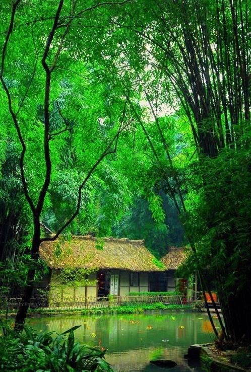 这纯真的声音在茂密的竹林轻轻的回响 远处就是我们居住的小屋 屋内