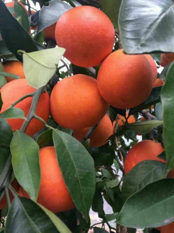 县 红心橙子主要品种:塔罗科血橙,桑吉耐劳血橙,玫瑰血橙,红玉血橙