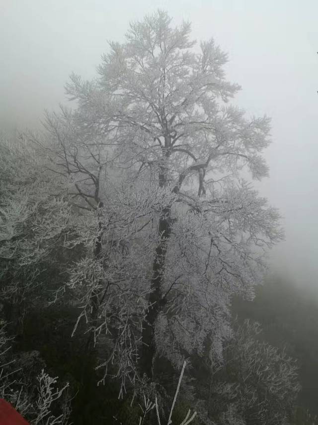 兴安县猫儿山 昨天猫儿山也惊现雾凇景观 树上