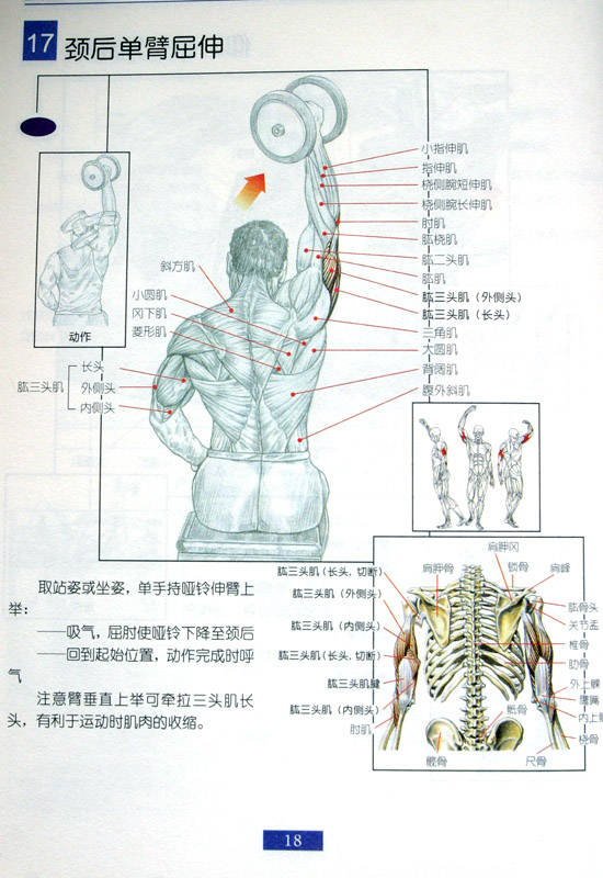 别再瞎练了,最全全身部位锻炼方法及动作图解!