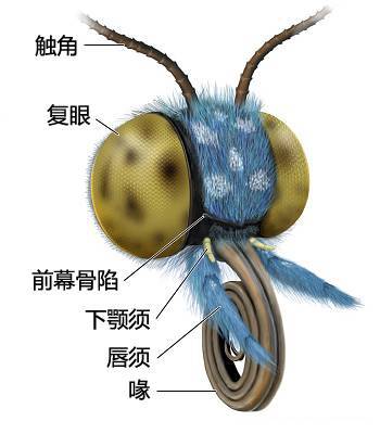 不同昆虫,有着不同形状的嘴,也就是不同类型的口器.