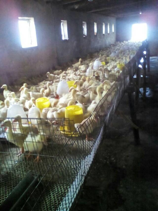 鹅的健康养殖方式与注意事项-西洼禽业养鹅技术篇