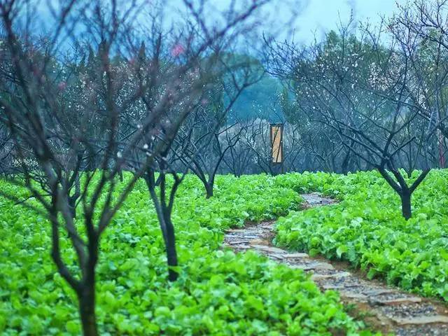 春风如贵客,一到便繁华.