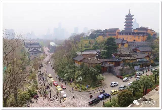 鸡鸣寺樱花"消息树"开花了,南京最全赏樱地图在这里,还不收藏起来?