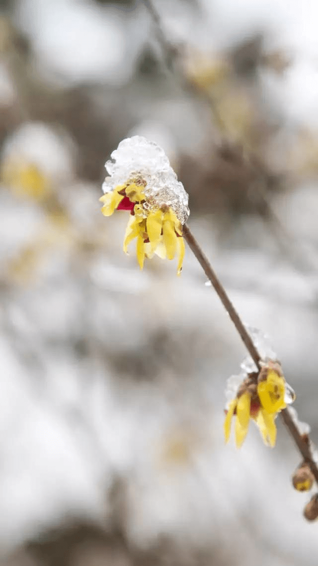 分享一套超级好看的青岛雪中花壁纸,高清无水印