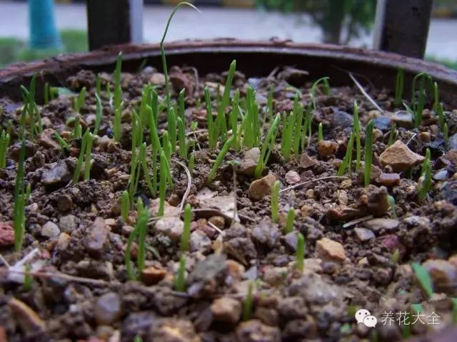 4,韭菜生长期为3～4个月,当韭菜的幼苗长到7～9个叶片,株高至18～20