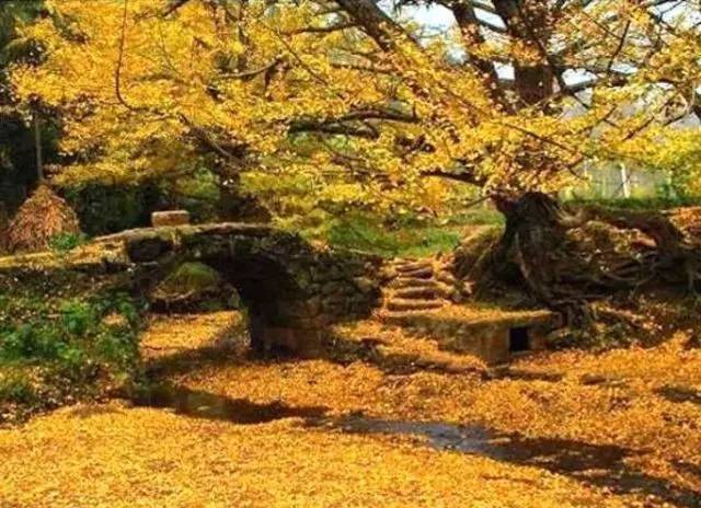 妥乐古银杏风景区