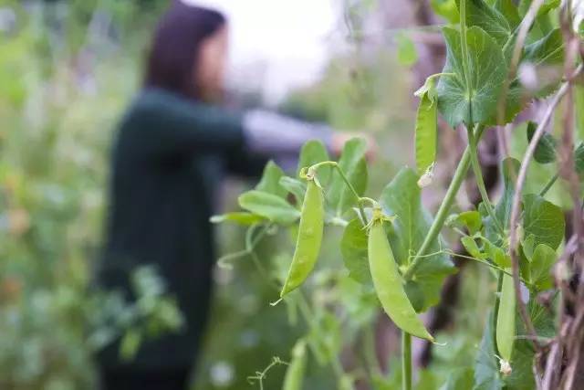 豌豆和甜豆架的豆子已经成熟 摘下来的甜豆和豌豆很快就满一筐啦!