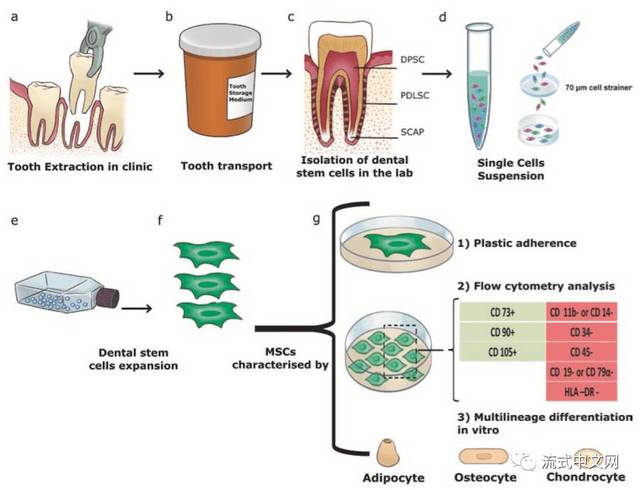 下面看一张示意图,展示了牙齿干细胞分离和鉴定的简易步骤该章节描述