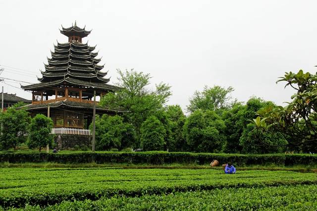 夷水侗乡看山水;芭蕉侗寨游茶园—鄂西巴东游之