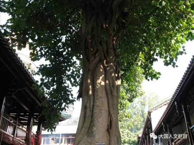 央视大国人文深度记录中国佛教名寺南华寺