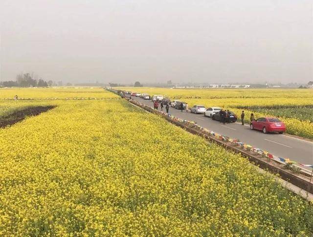 邛崃冉义油菜花 万亩菜花海"第二个重庆路"