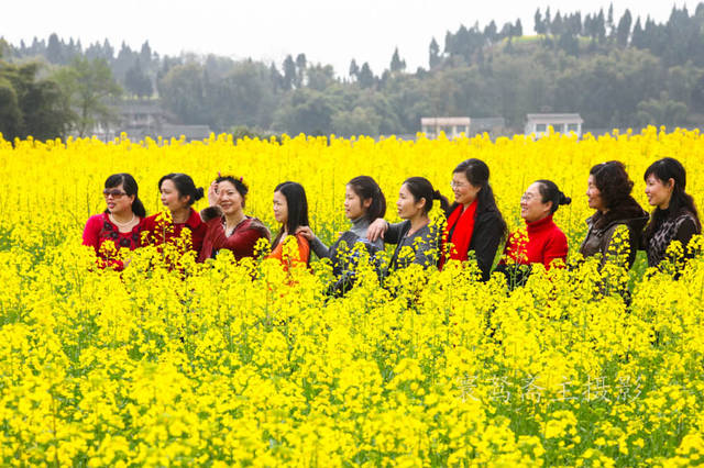 花海,流金大地,这美丽的遍地金黄,花香四溢的田园美景,就是重庆潼南