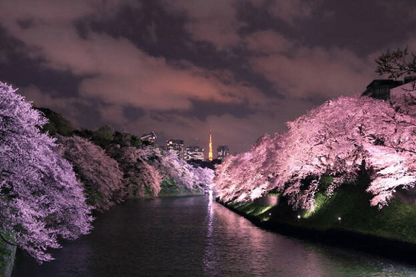 推荐赏樱地:日本三大夜樱名所