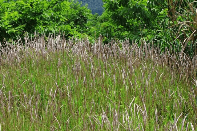 茅针生长在路边或者山坡上,虽然这种草看起来很普通很常见,但是很多人