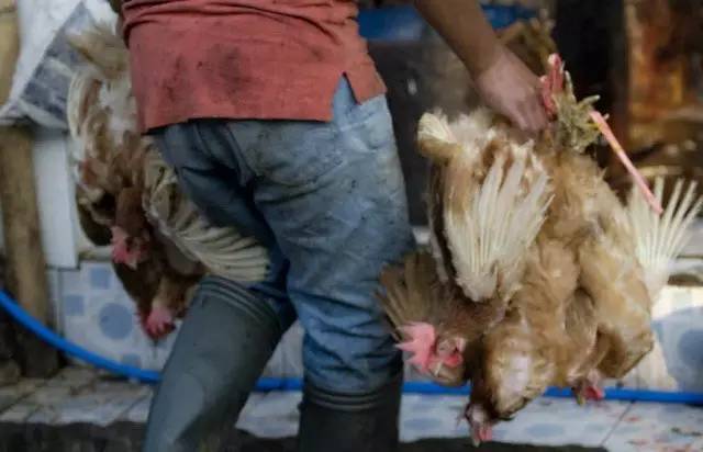 吃鸡肉到底会不会感染禽流感?