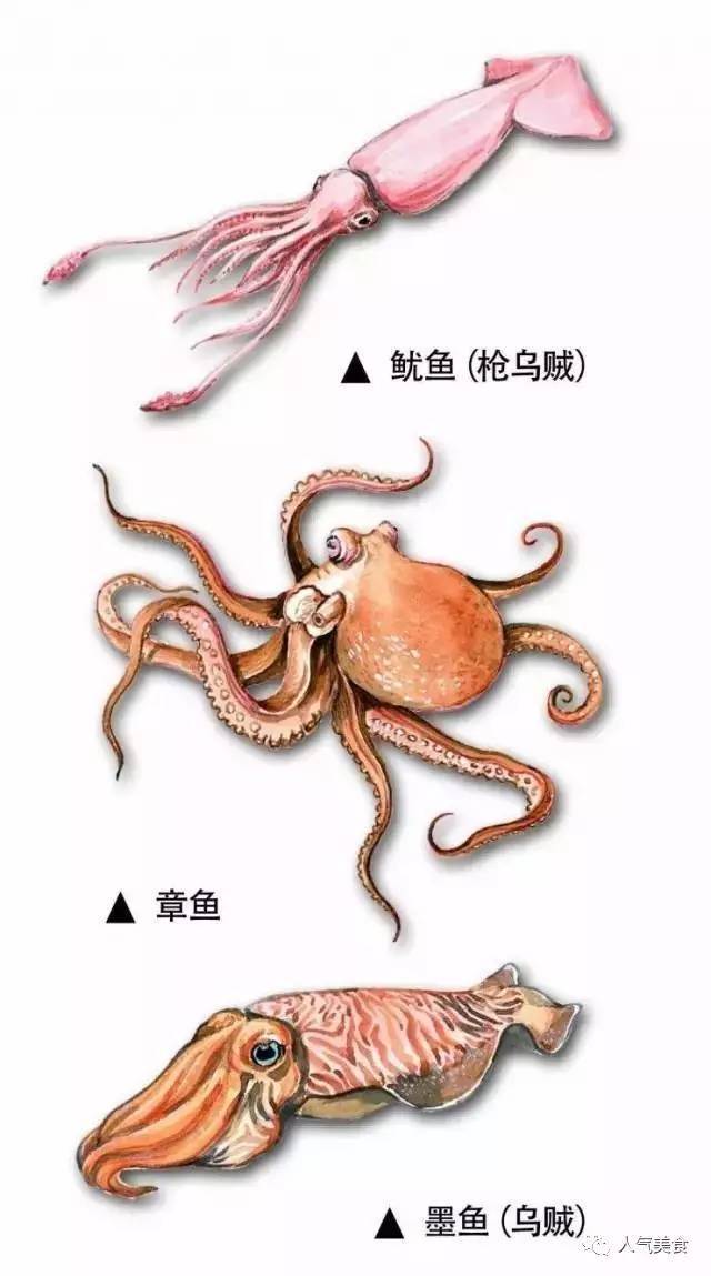 不想做章鱼的墨鱼不是好鱿鱼!这三种生物你竟然从来没