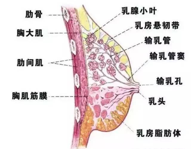 为什么爱生气的女人易患乳腺增生?