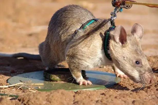这些来自非洲的老鼠,在柬埔寨却成了英雄