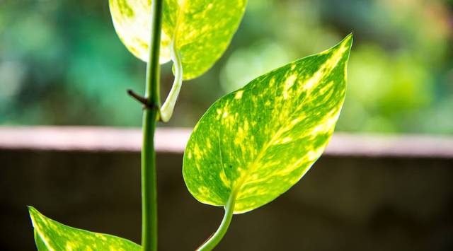 植物与人口_人口与国情手抄报