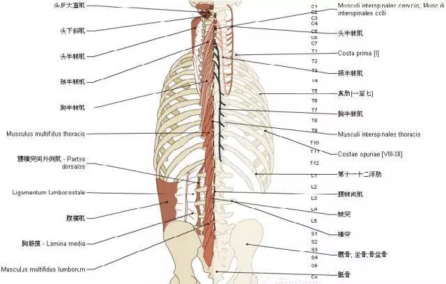 收藏丨脊椎与背部3d解剖图解