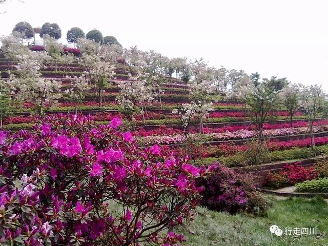 "一山一流水,一步一桃花."在自贡尖山,这里山水相依,百花争艳.