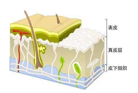 皮肤是人体最大的一个器官,有表皮,真皮层和皮下组织构成,同时还含有