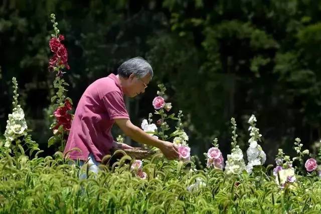 其中鲜花山谷夫妇更是羡煞旁人!