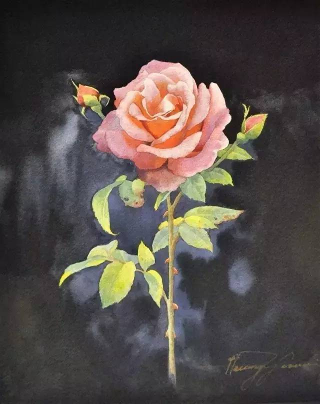 玫瑰花,这一画就是二十年