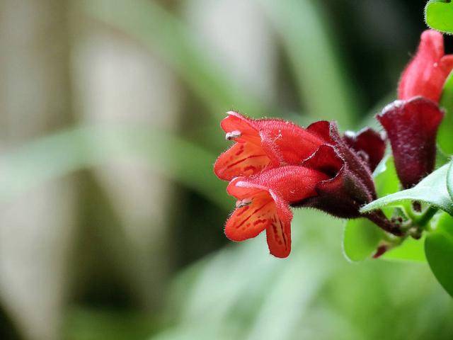 口红花丨烈焰红唇花,朱唇玉面草