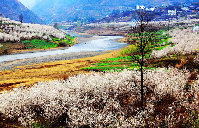 纳雍县总溪河樱桃花