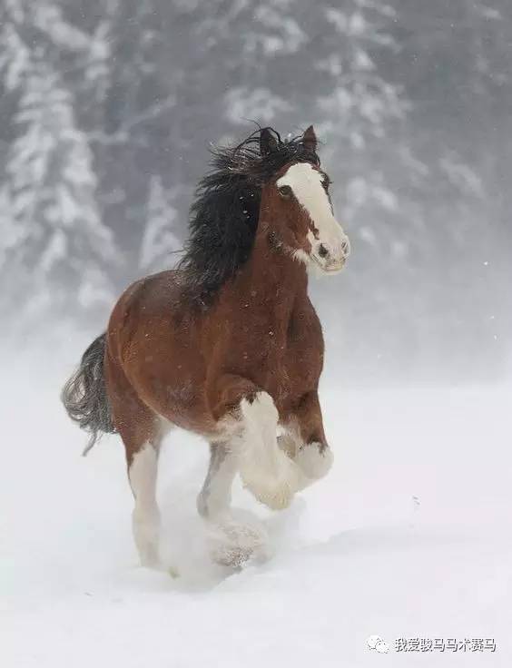 冬天的马,雪中的马