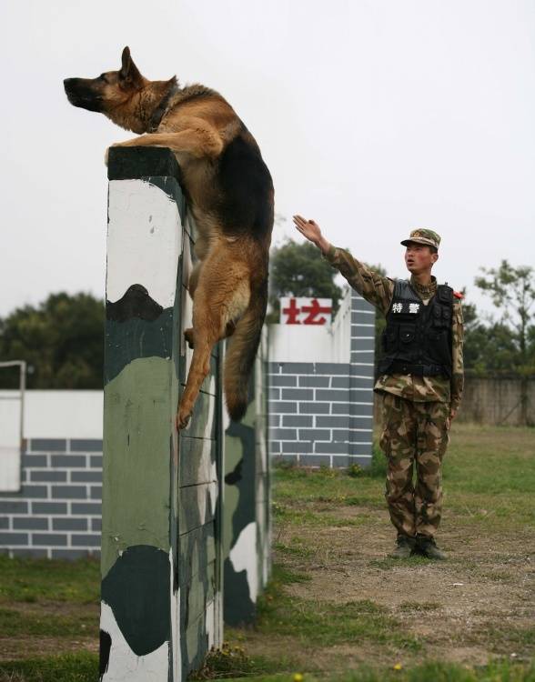 无论对警犬或猎犬,身处在训练基地的它们,学习任务是很重的,训练的