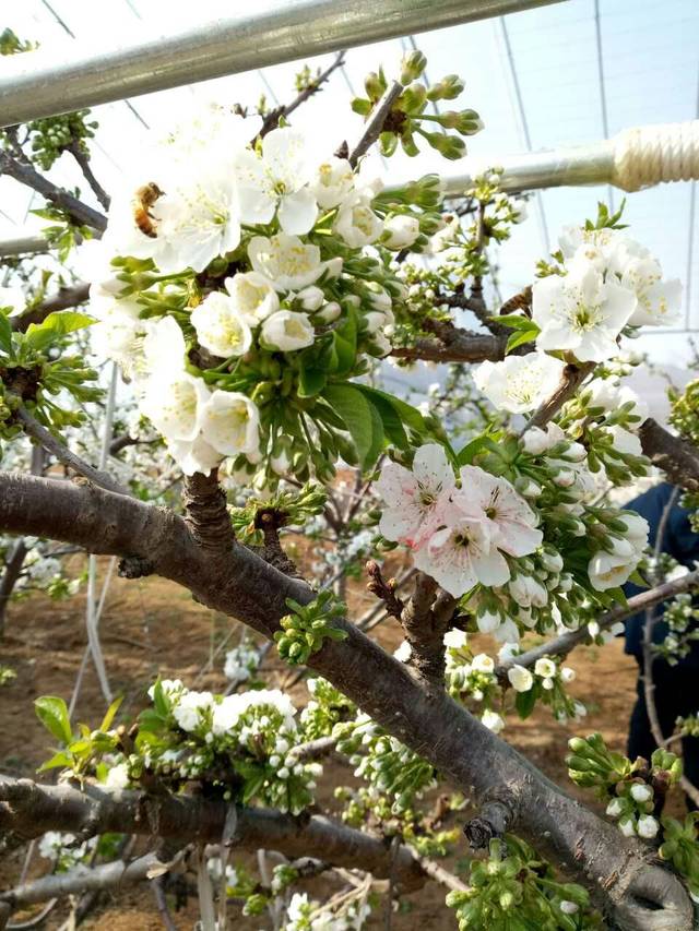 青州大棚樱桃开花正浓呈现新气象