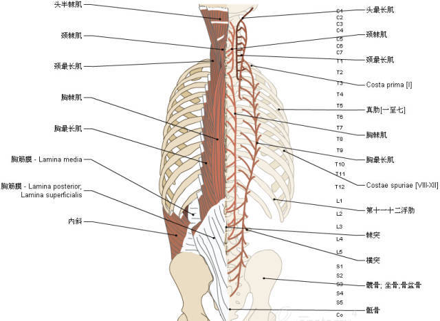 超实用的脊椎与背部3d解剖图解