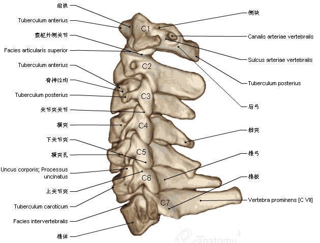 超实用的脊椎与背部3d解剖图解