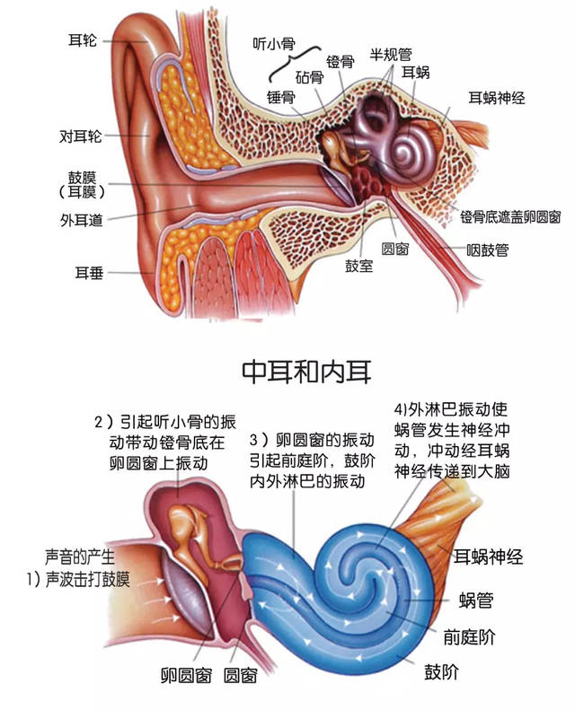 其实,耳朵看似与鼻子相互独立,但它们之间有一条"通道"叫耳咽管,负责