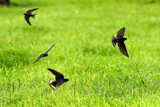 燕子穿花贴水,衔泥筑巢,用它婉转流利的歌喉向人间传播春回大地的喜讯