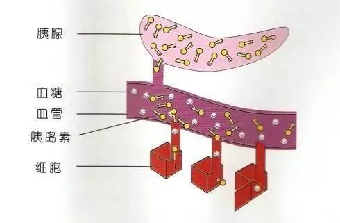 胰岛素分泌与运动的关系