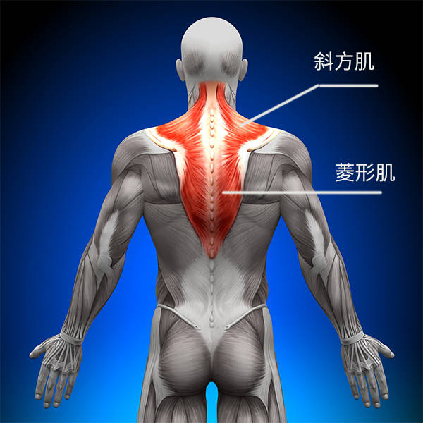 所以改善探颈的关键在于强化背中部的斜方肌中下部,菱形肌和颈椎深层