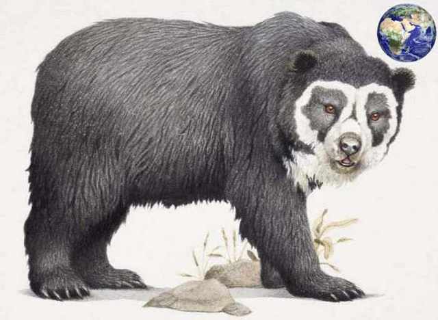 熊科动物实力强弱排名,大熊猫竟比大多数熊更凶猛