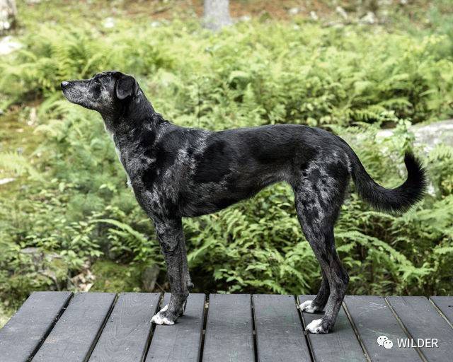 加泰霍拉牧猪犬(catahoulahog dog)