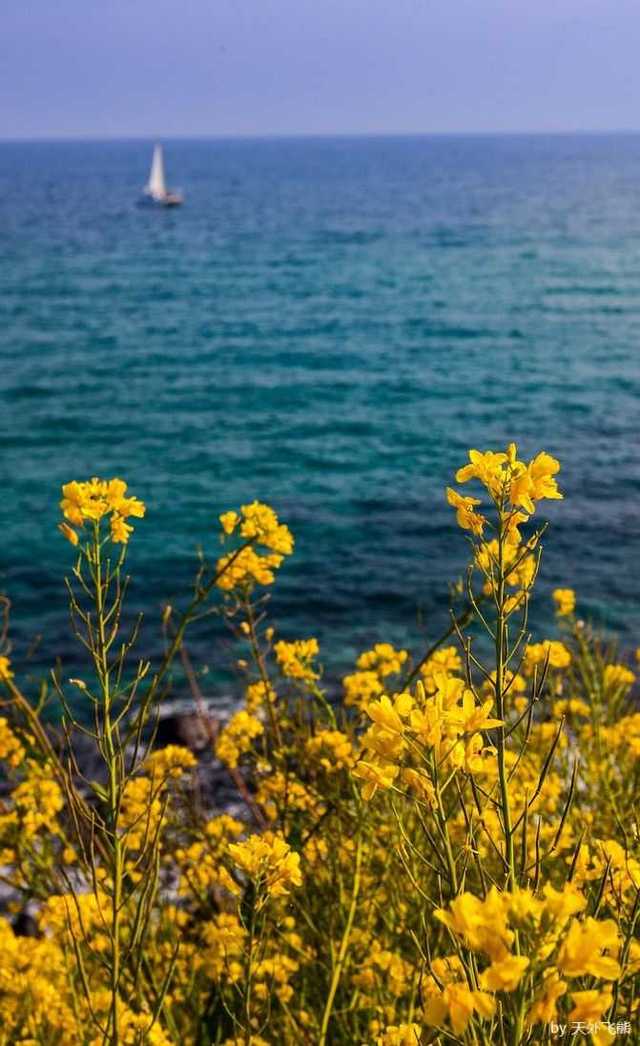 济州岛听海的油菜花.总让人心情无比爽朗