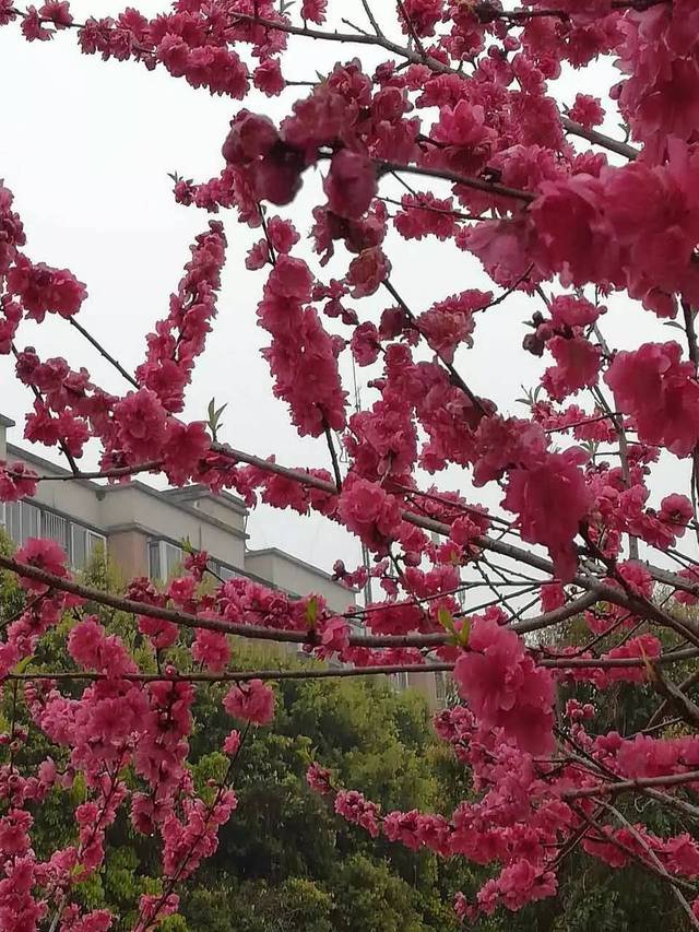 好浪漫!桂林下了一场桃花雨,美出三生三世!