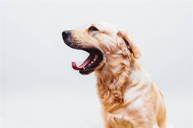 鸡什么犬什么成语_鸡狗三个鸡蛋什么成语