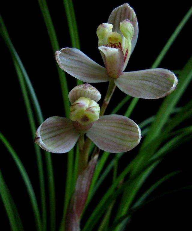 莲瓣兰五朵金花——滇梅 一说为产于滇西怒江流域,1988年前后发现