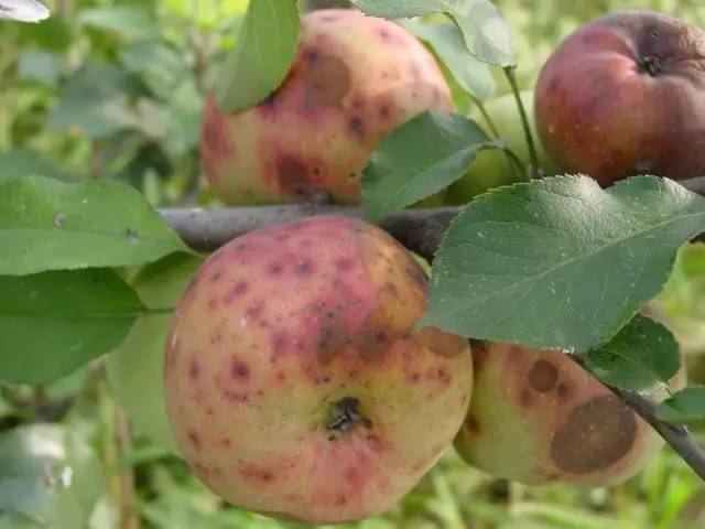 最全苹果/果树的27种病虫害防治(图文介绍)