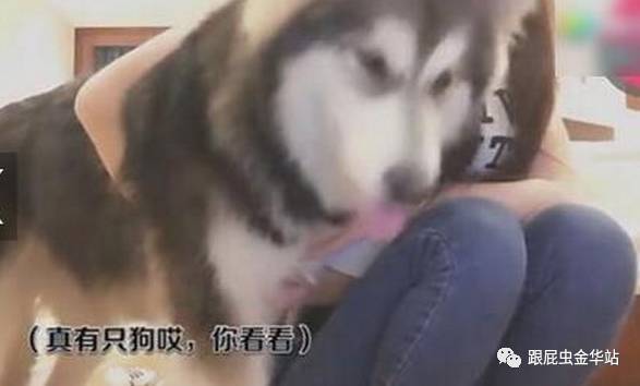 狗狗叼走女主播内衣_叼烟动漫头像女